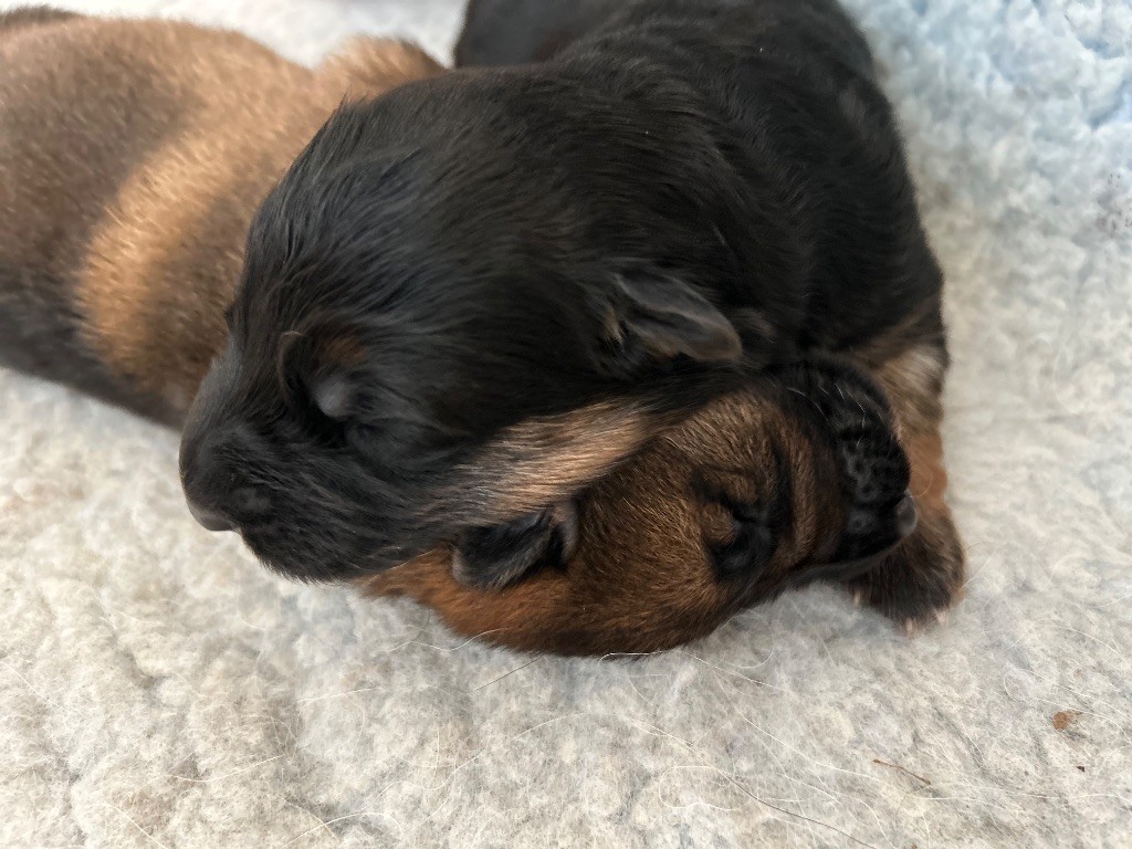 chiot Berger Allemand Du domaine du parc