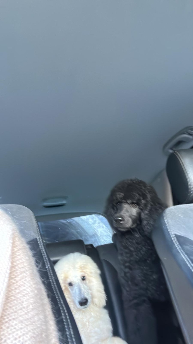 Aslan bébé noir de 5 mois disponible