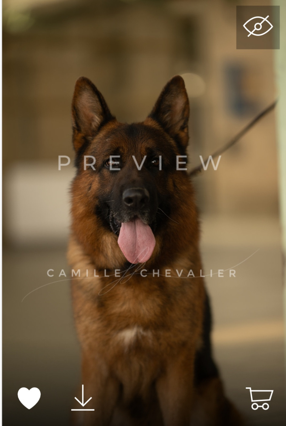 Thea a été saillie par sultan