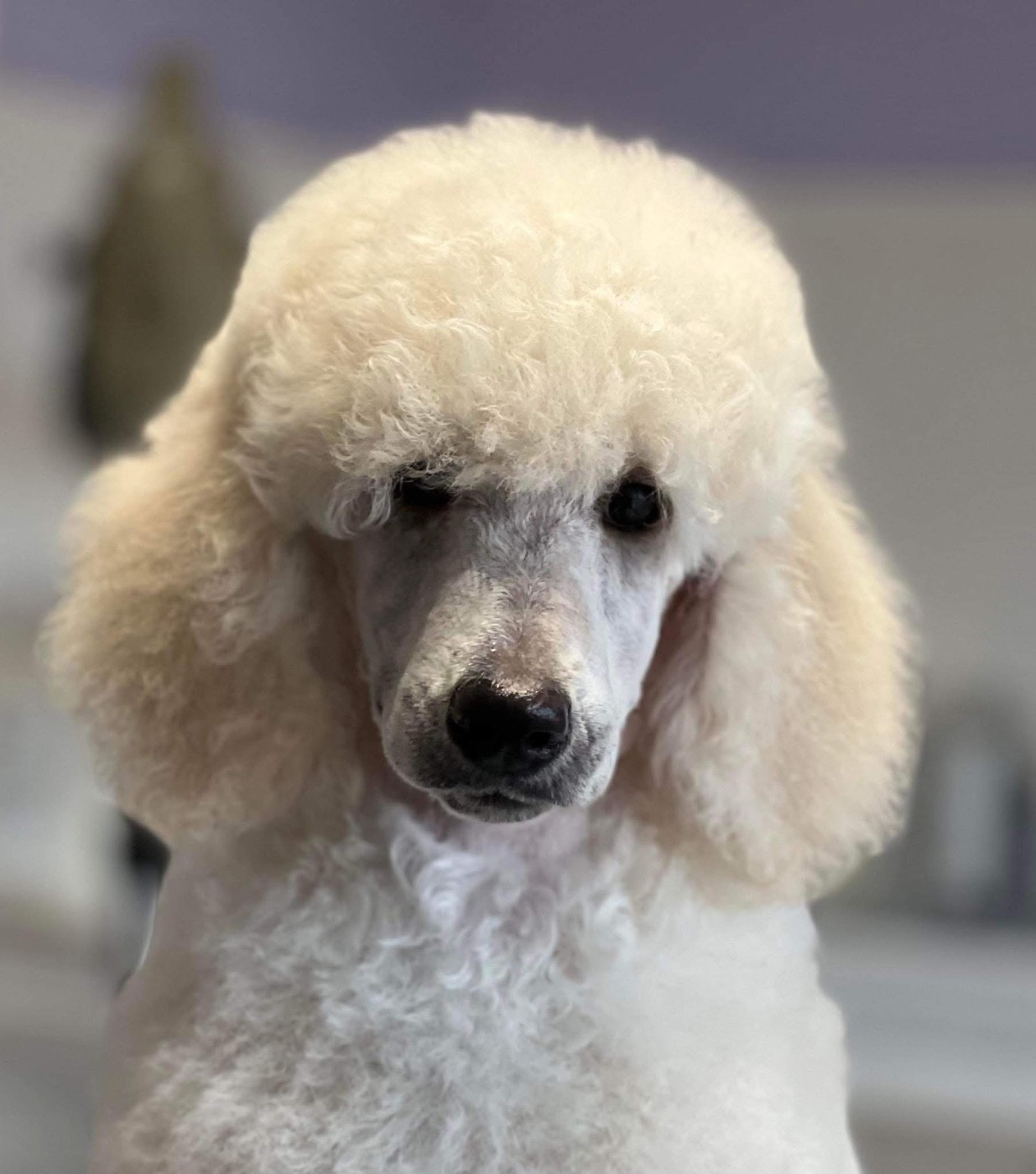 Bébés encore disponibles