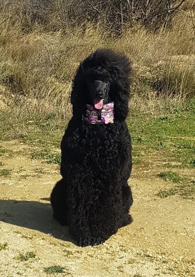 Portée à venir de grands noirs