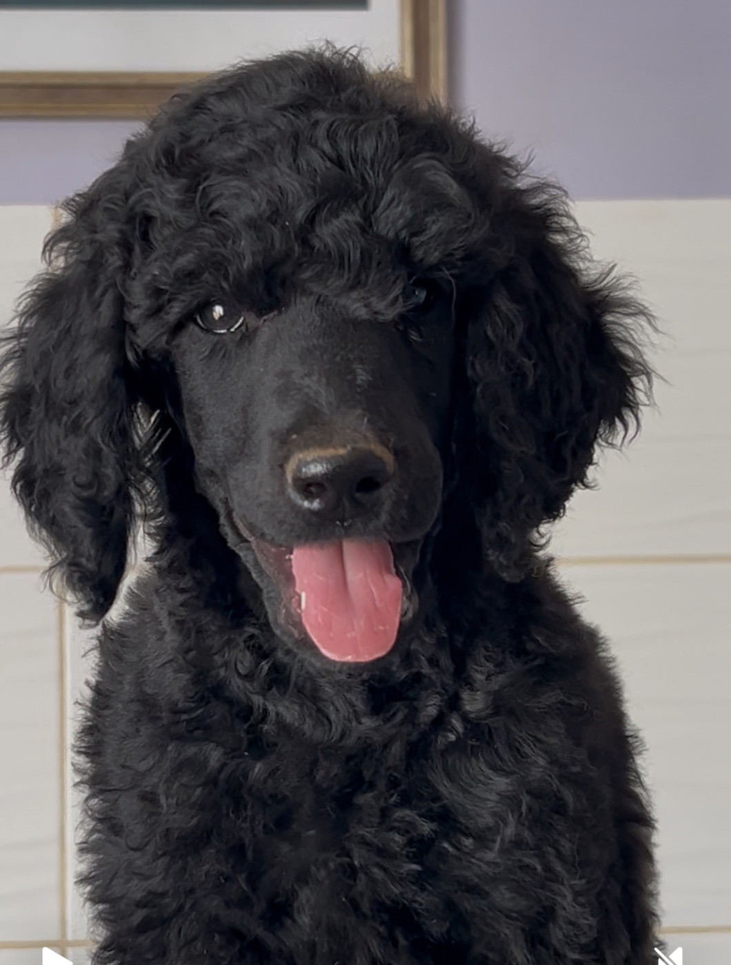 Bébés grands noirs disponibles mi juin