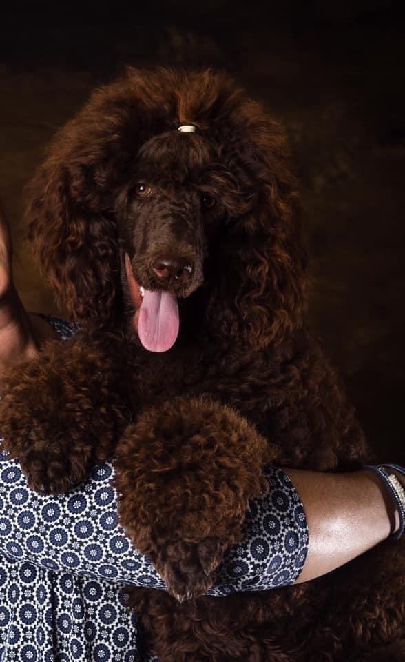 Portée de grands marrons 