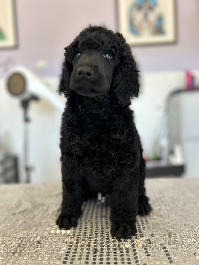2 superbes bébés noirs disponibles 2 mois 