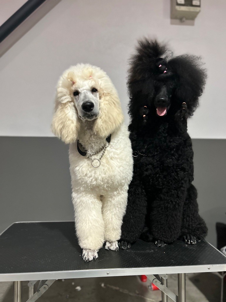 Encore une expo au top cavaillon 2025