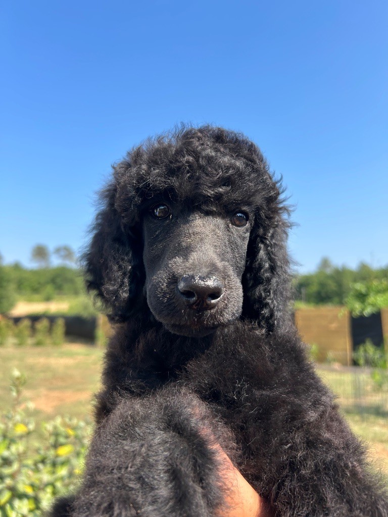 Du domaine du parc - Chiots disponibles - Caniche