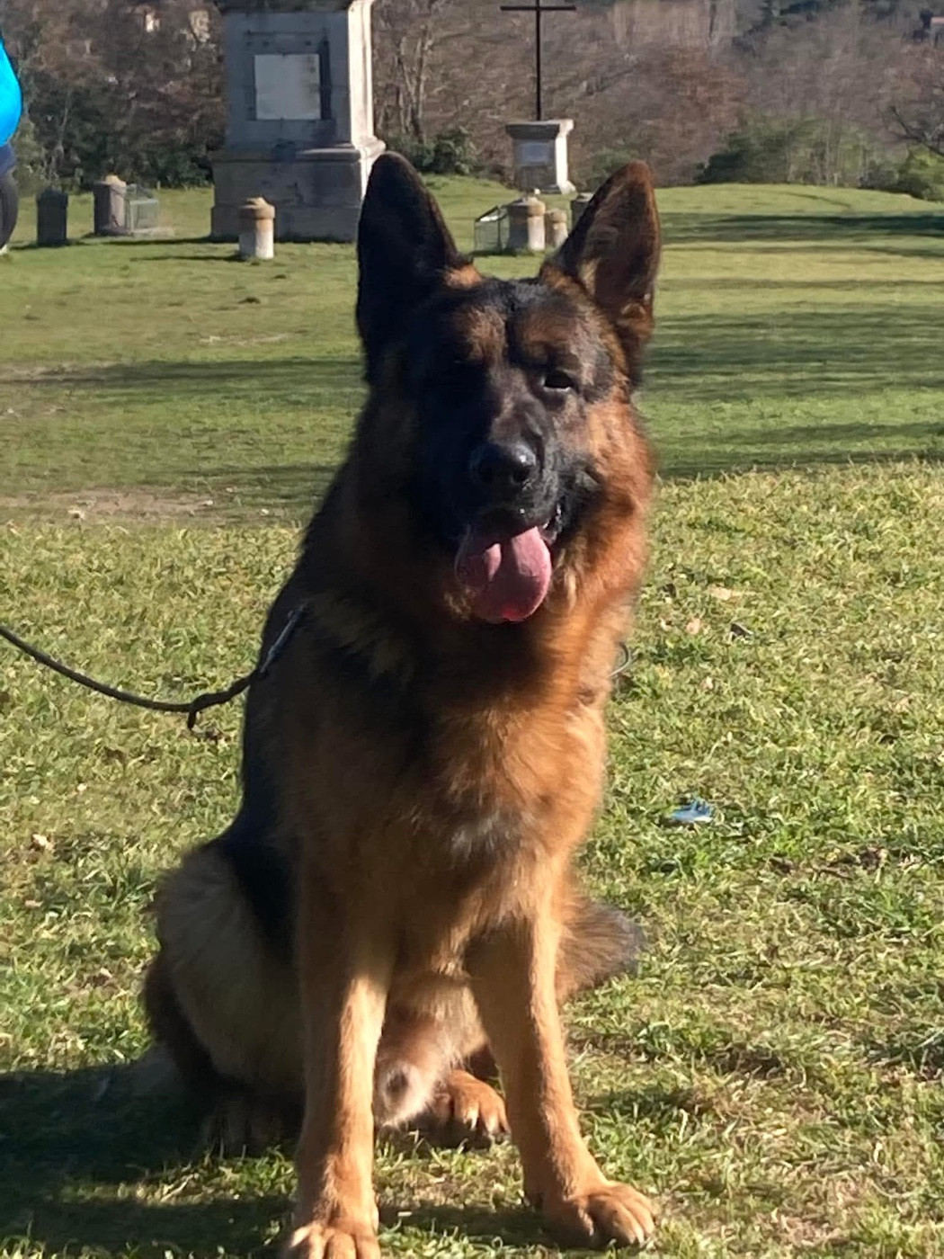 Du domaine du parc - Berger Allemand - Portée née le 23/11/2025