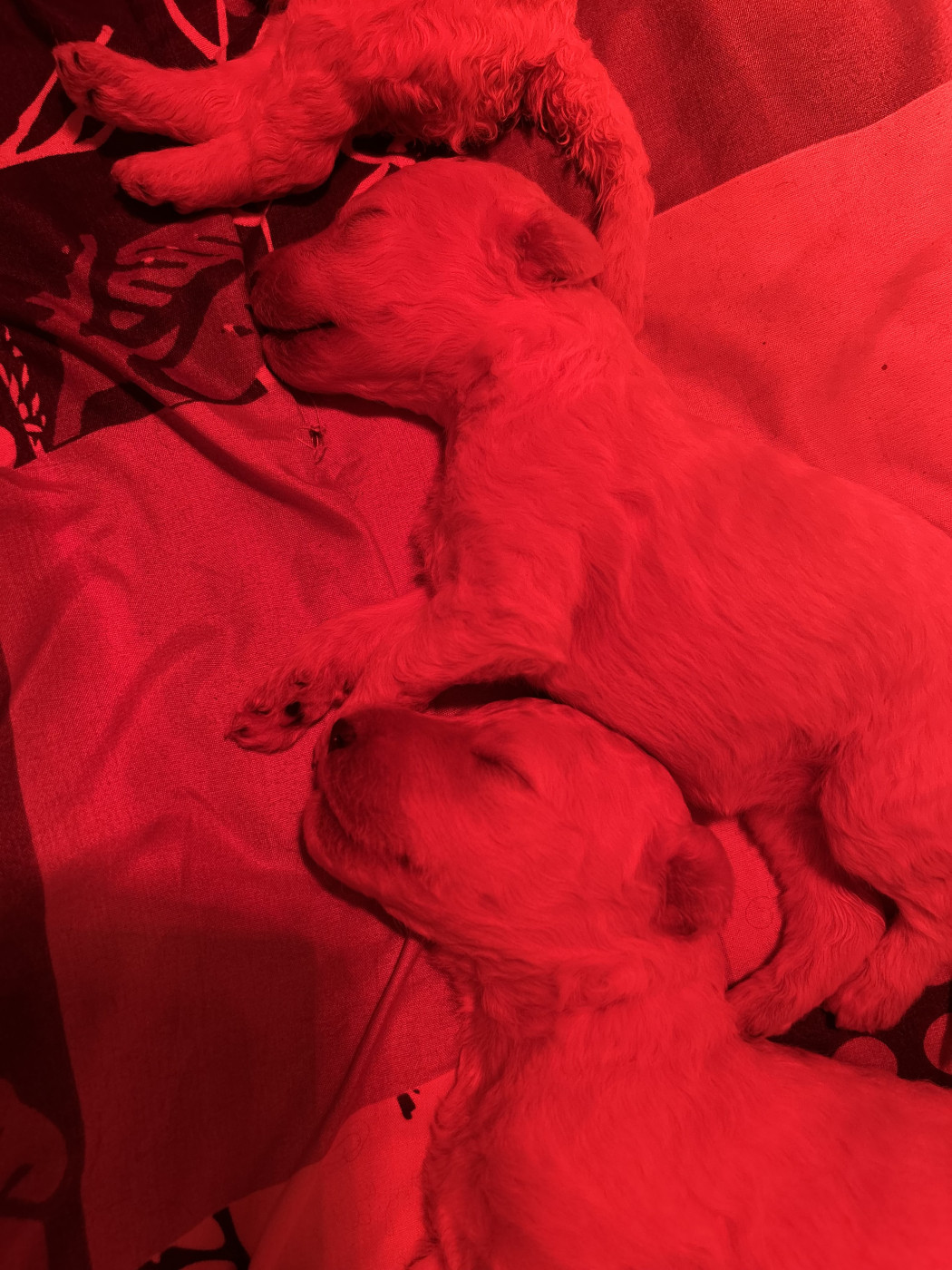 Chiot Caniche Du domaine du parc