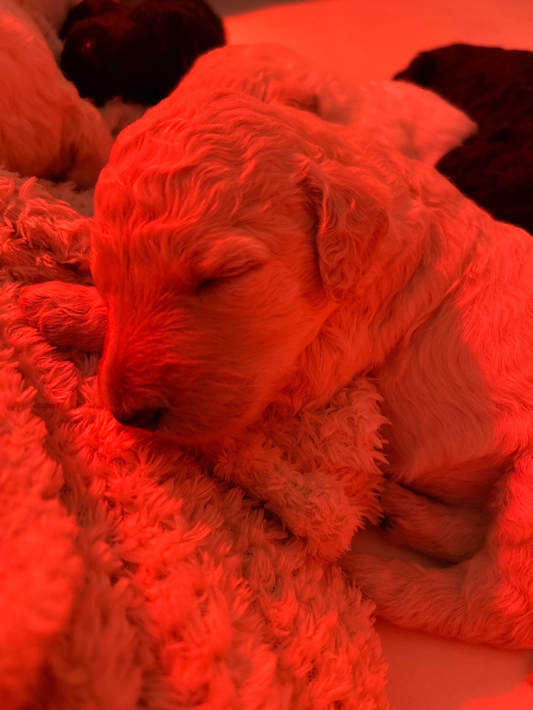 Du domaine du parc - Chiots disponibles - Caniche