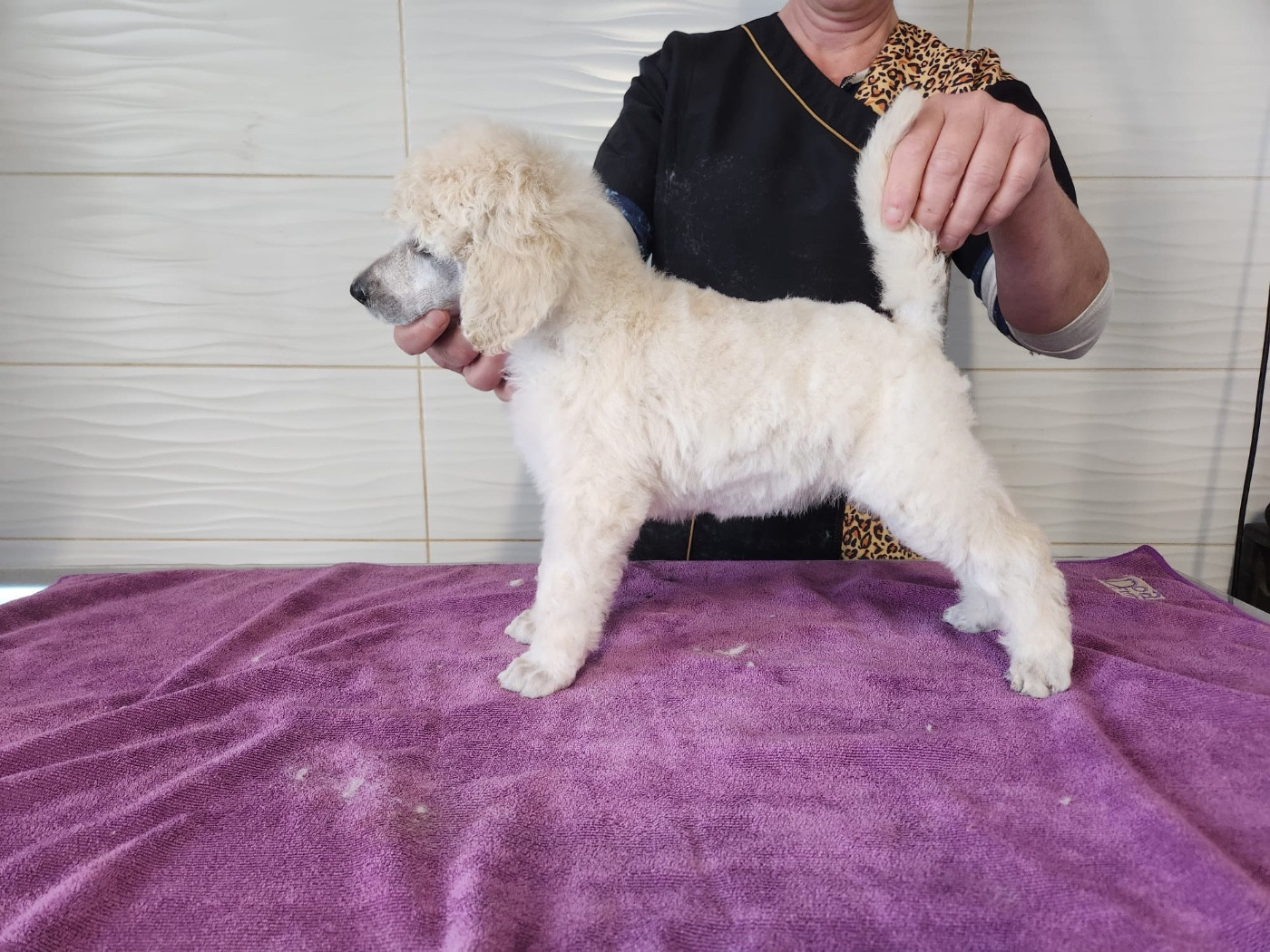 Du domaine du parc - Chiots disponibles - Caniche