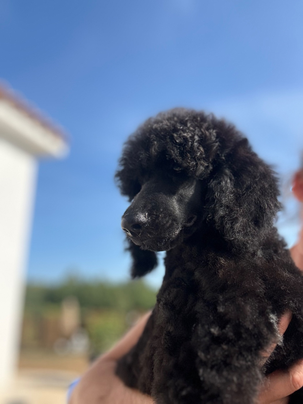 Du domaine du parc - Chiots disponibles - Caniche