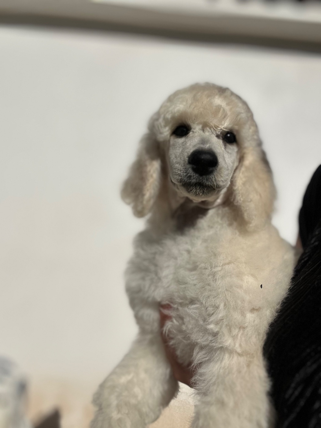 Du domaine du parc - Chiots disponibles - Caniche