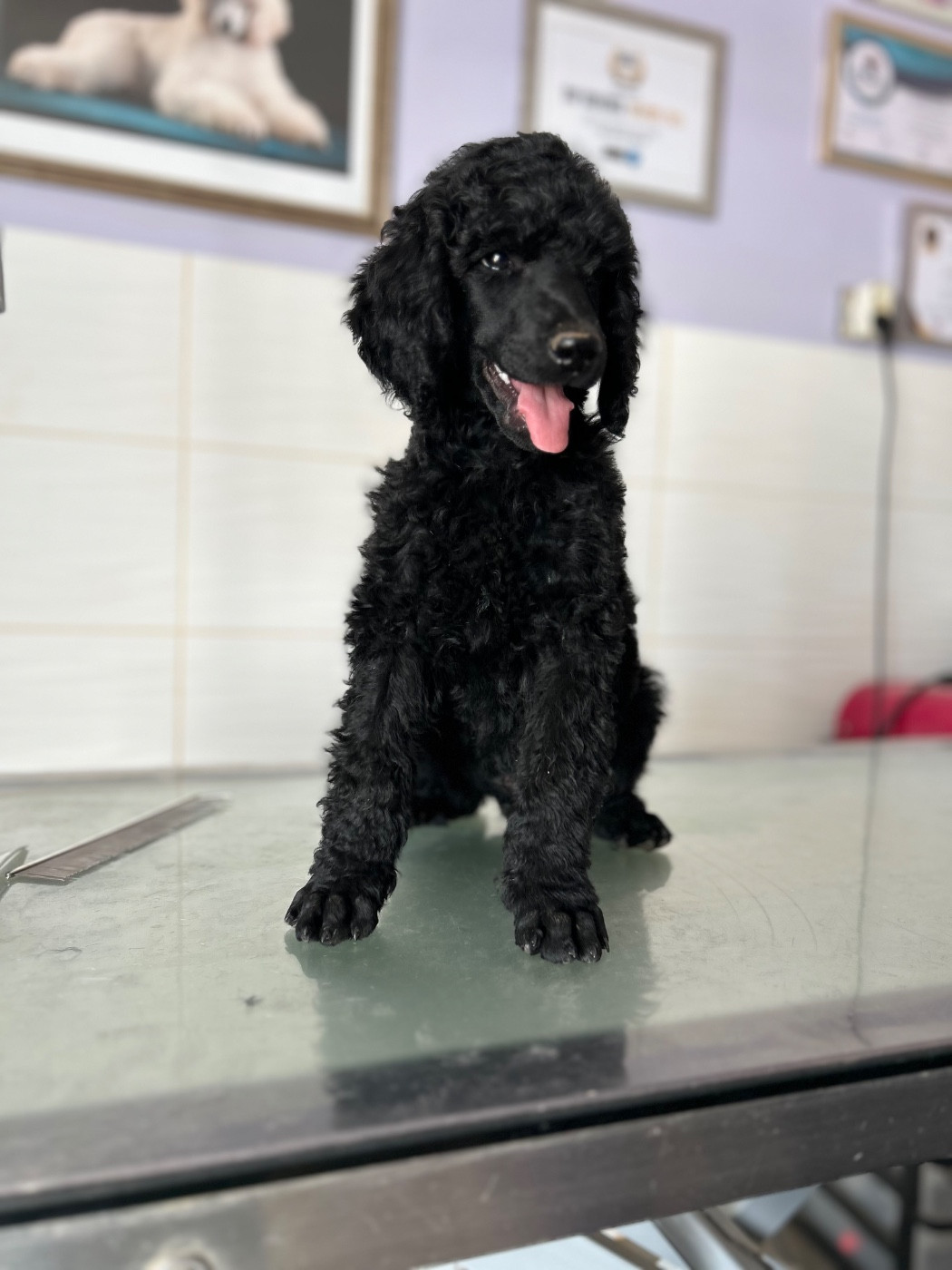 Du domaine du parc - Chiots disponibles - Caniche