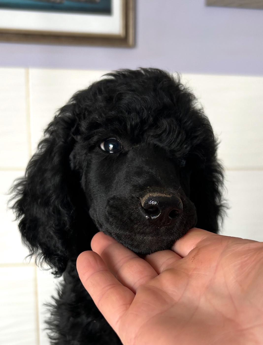 Du domaine du parc - Chiots disponibles - Caniche