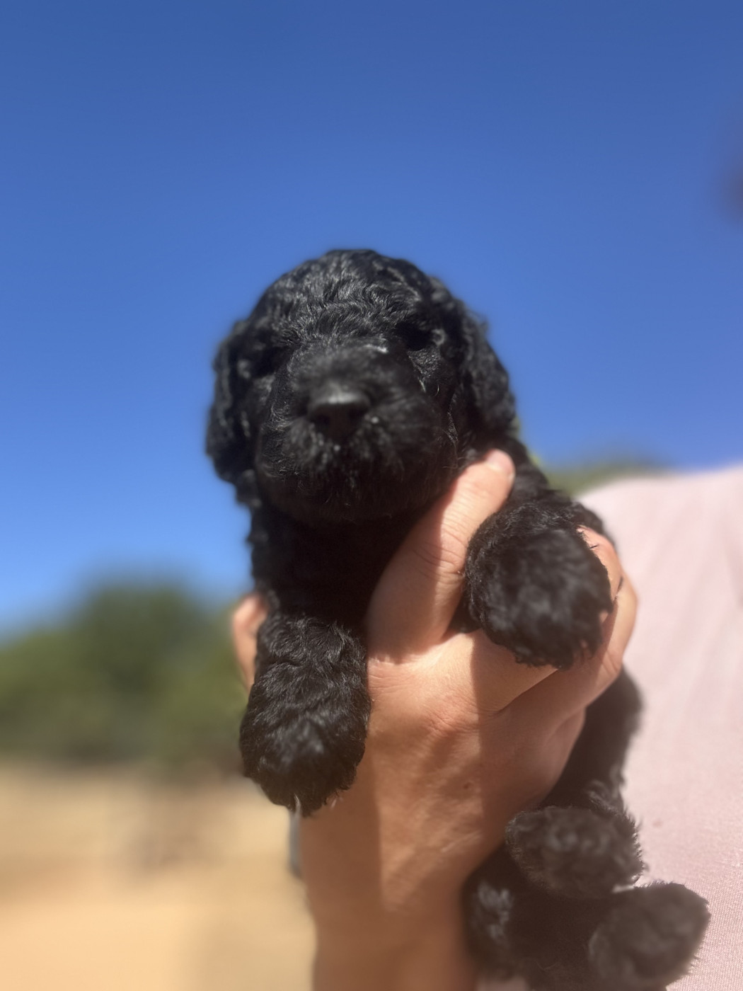 Chiot Caniche Du domaine du parc