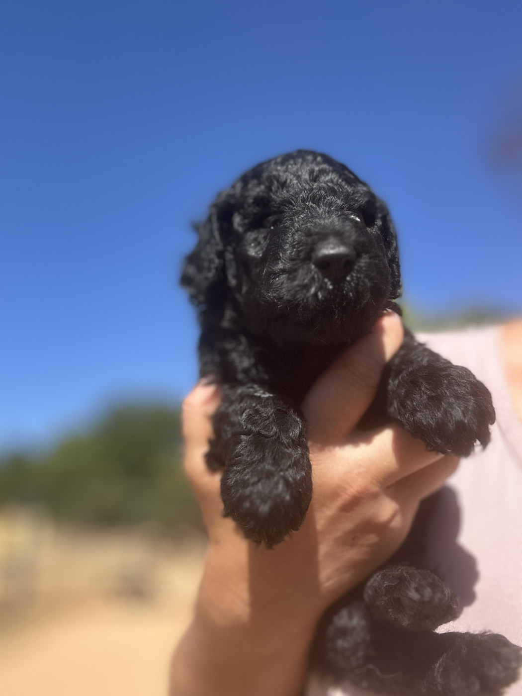 Du domaine du parc - Chiots disponibles - Caniche