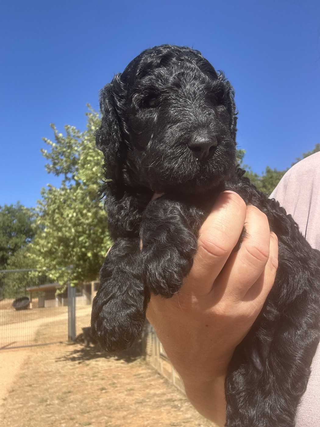 Du domaine du parc - Chiots disponibles - Caniche