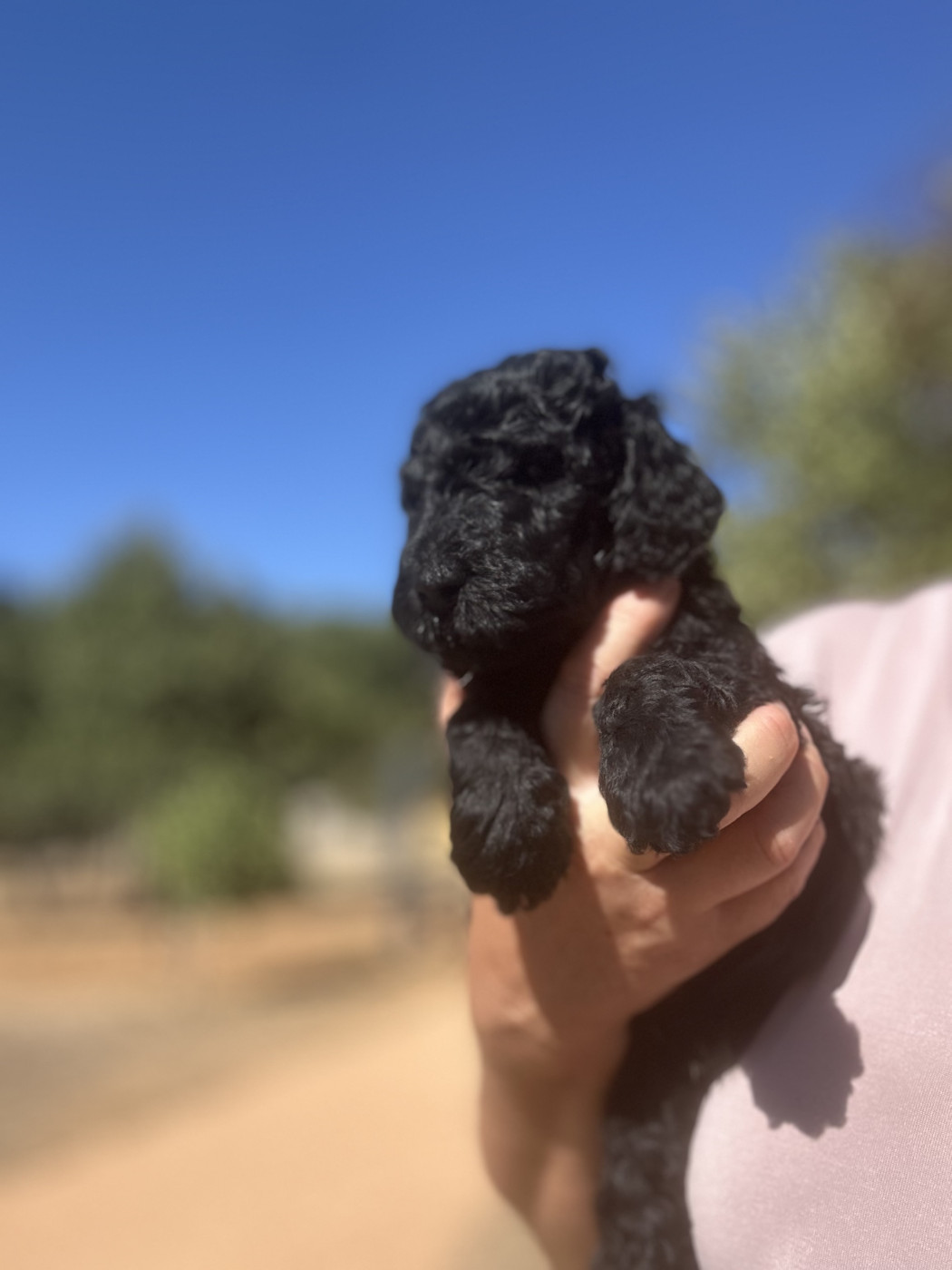 Du domaine du parc - Chiots disponibles - Caniche