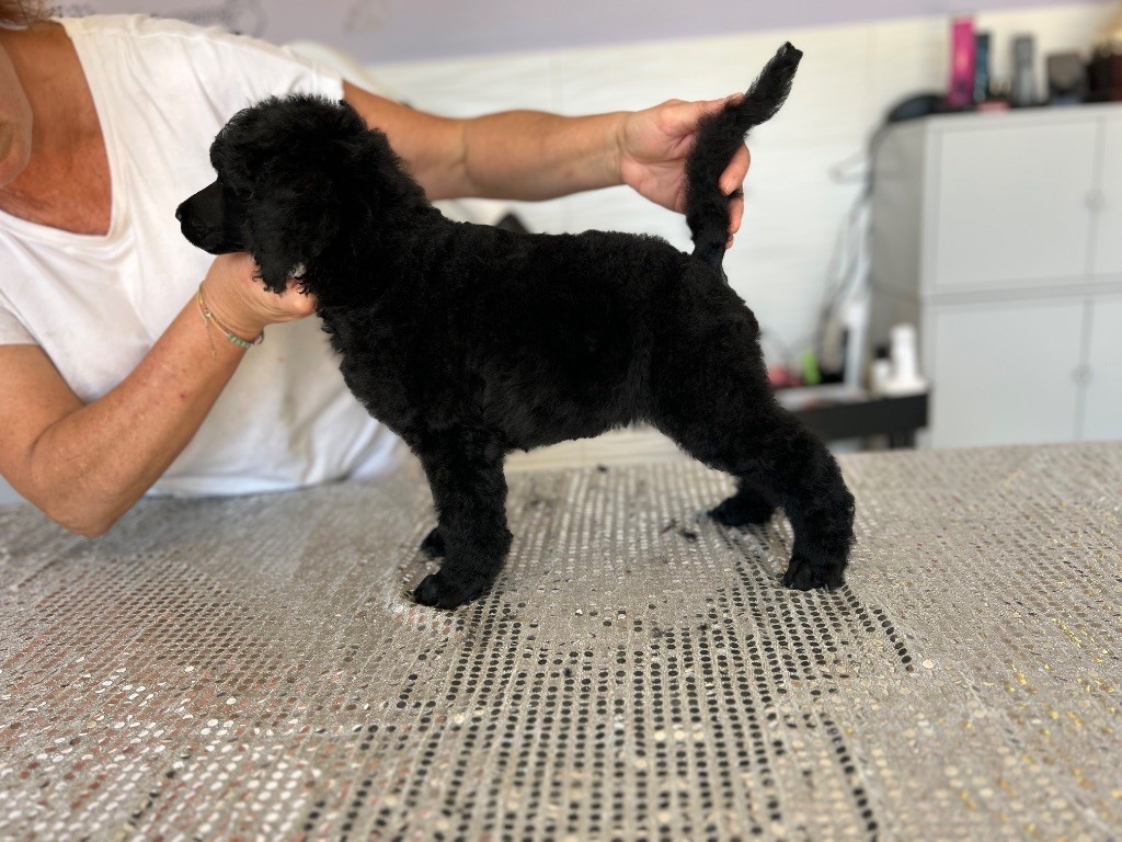 Du domaine du parc - Chiots disponibles - Caniche
