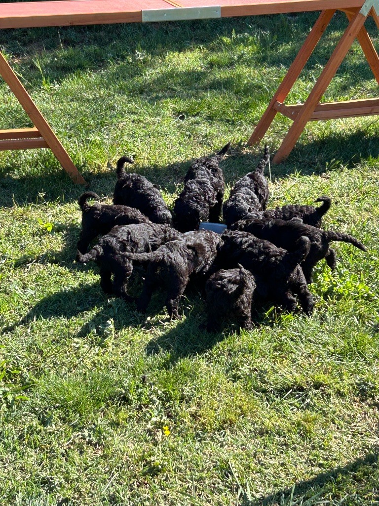 Du domaine du parc - Chiots disponibles - Caniche