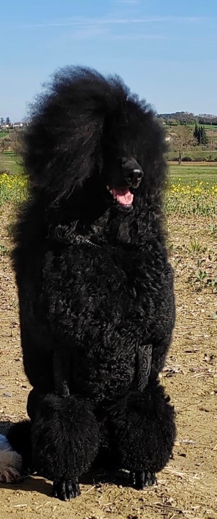 Chiot Caniche Du domaine du parc