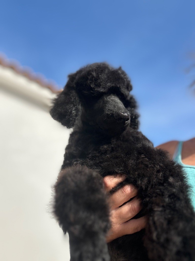 Du domaine du parc - Chiots disponibles - Caniche