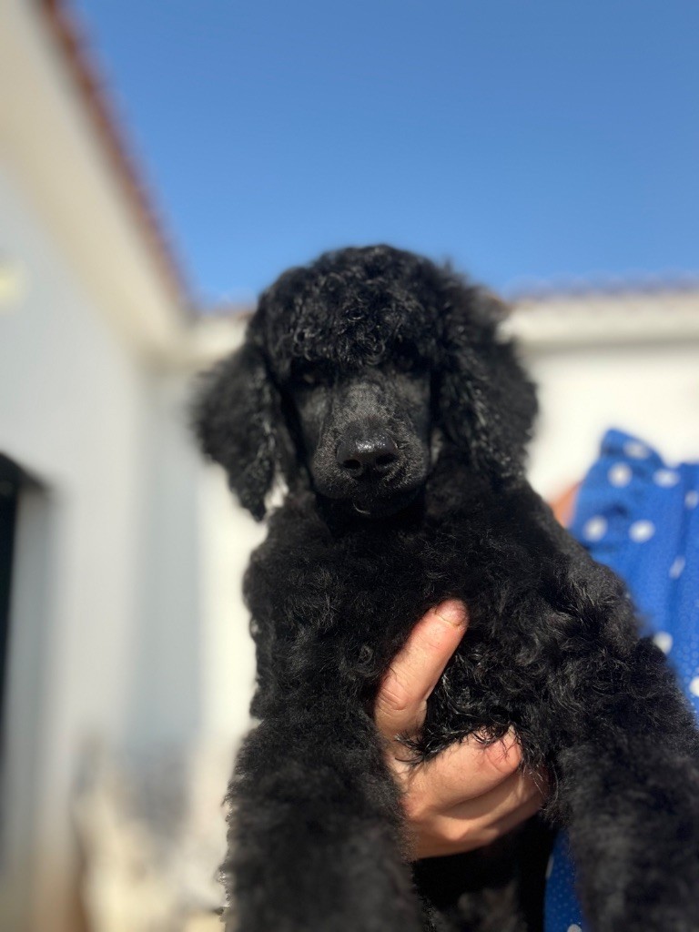 Du domaine du parc - Chiots disponibles - Caniche
