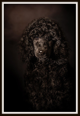 Ursus black 