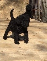 CHIOT