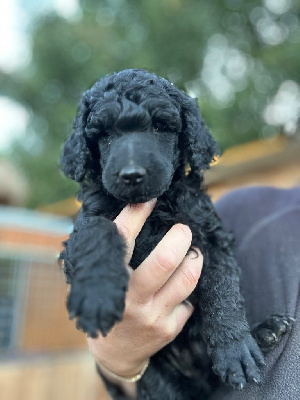 CHIOT 5