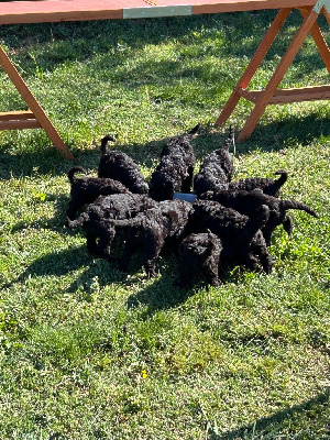 CHIOT 5