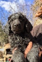 CHIOT