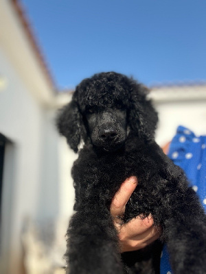 Angel black CHIOT 4