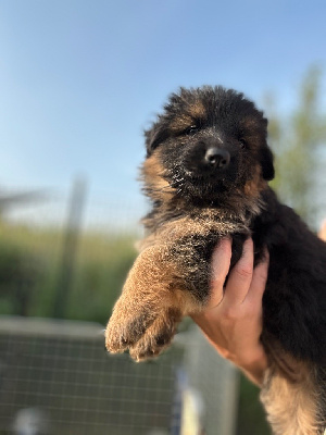 A?paco CHIOT 6
