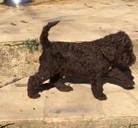 CHIOT