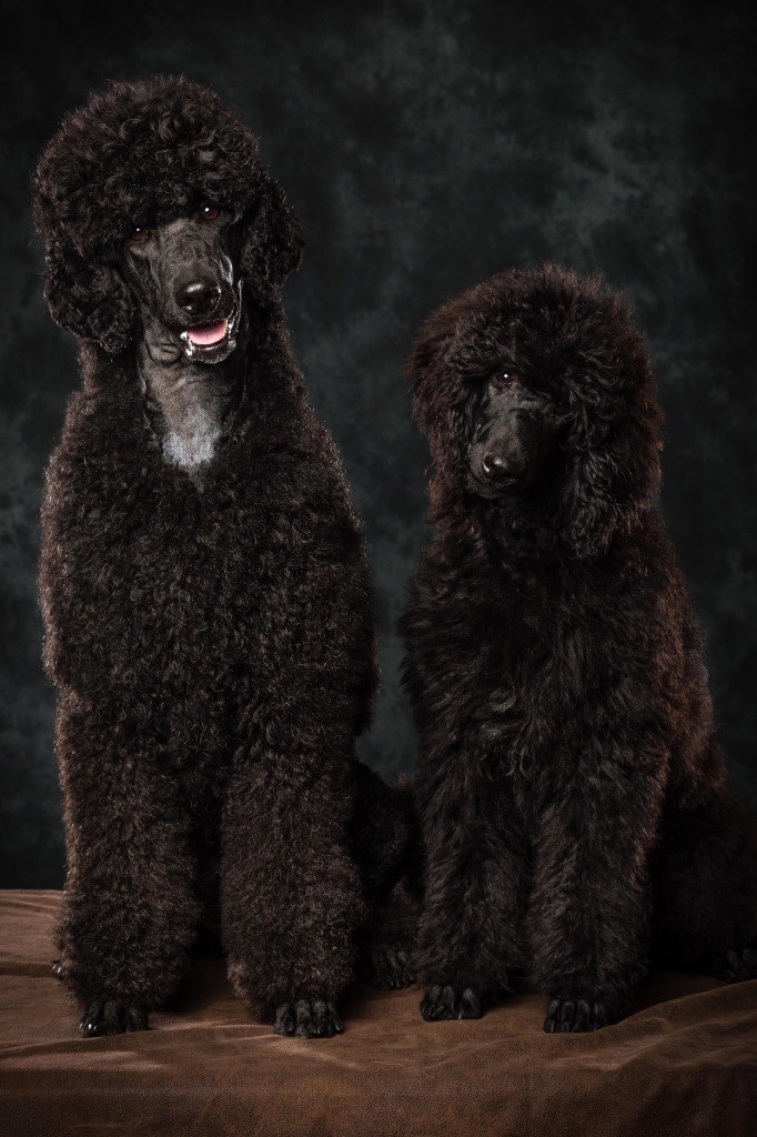 Du domaine du parc - Chiots disponibles - Caniche