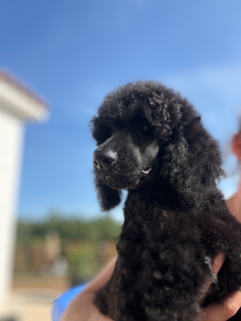 Du domaine du parc - Chiots disponibles - Caniche