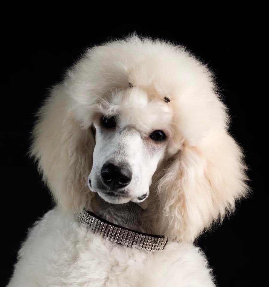 Chiot Caniche Du domaine du parc