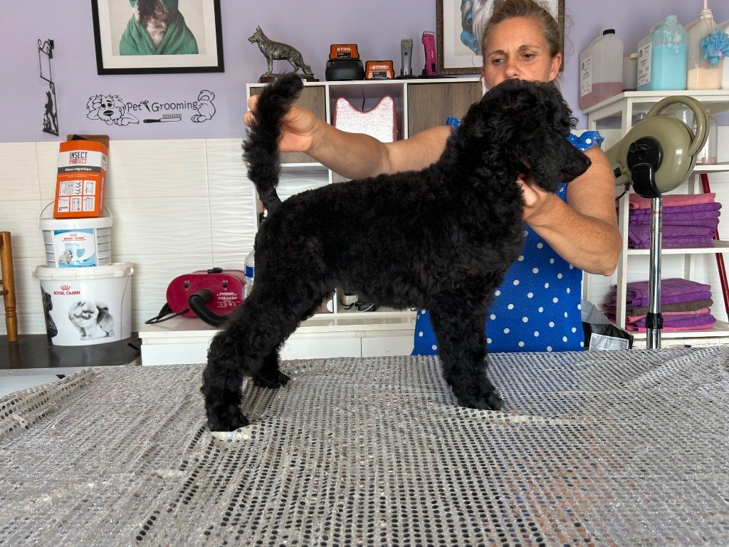 Du domaine du parc - Chiots disponibles - Caniche