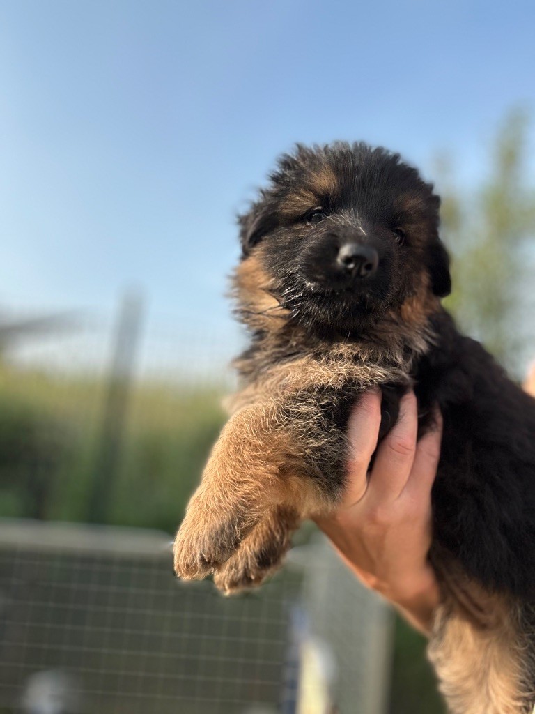 Du domaine du parc - Chiots disponibles - Berger Allemand