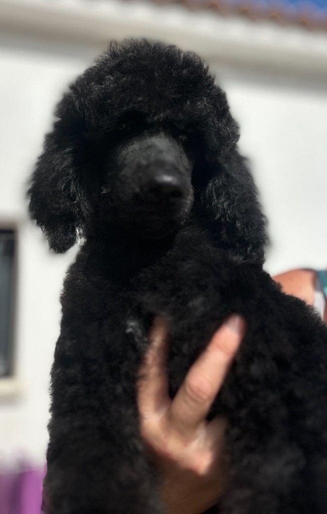Du domaine du parc - Chiots disponibles - Caniche
