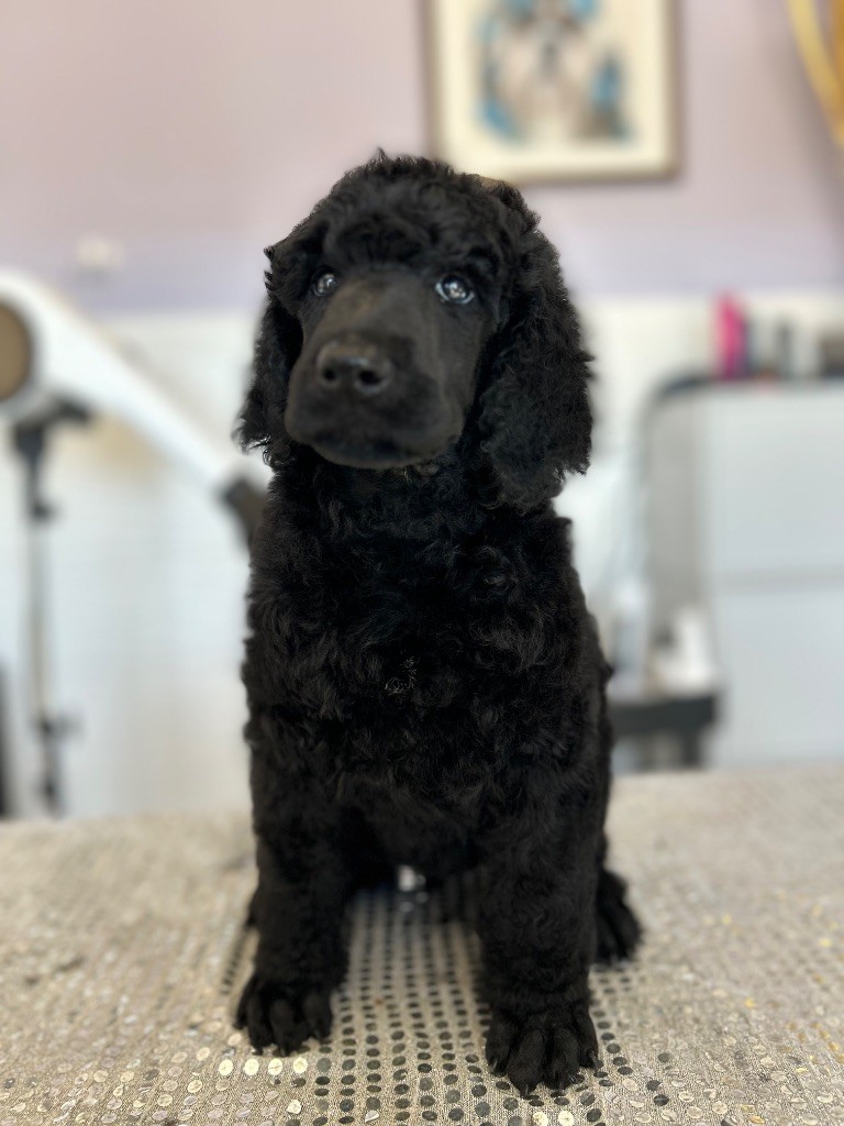 Du domaine du parc - Chiots disponibles - Caniche